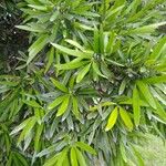 Podocarpus elatus Lehti