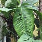 Monstera lechleriana Ліст