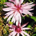Scorzonera undulata Flower