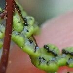 Hemionitis pteridioides Fruit