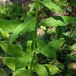 Lobelia siphilitica Leaf