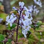 Plectranthus ernstii