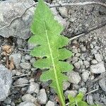 Sonchus radicatus পাতা