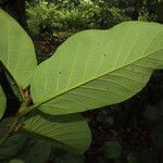 Ficus velutina Blad