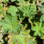 Alchemilla glabra Blad