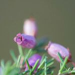 Erica cinerea Blüte