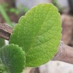 Plectranthus barbatus Blatt