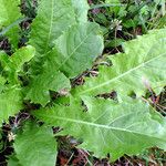 Taraxacum mongolicum Folla