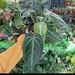 Philodendron melanochrysum List