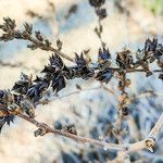 Dyckia brevifolia Froito