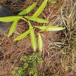 Landolphia lanceolata Φύλλο