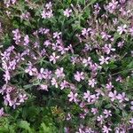 Saponaria ocymoidesFloare