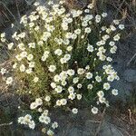 Anthemis maritima 花