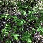 Rhododendron schlippenbachii Feuille