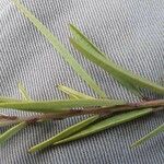 Maerua endlichii Leaf