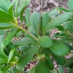 Jacquinia arborea Kéreg/szár