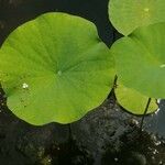 Nelumbo nucifera Blatt