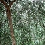 Melaleuca hypericifolia 樹皮