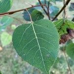 Populus tremuloidesFolha