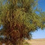 Balanites aegyptiaca موطن