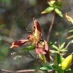 Hypericum lanceolatum Фрукт