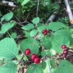 Lonicera xylosteum Fruit