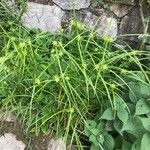 Carex grayi आदत