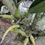 Dendrobium munificum Hábito
