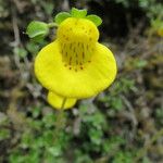 Calceolaria tenella Flor