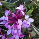 Daphne striata Цвят