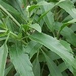 Salvia farinacea Leaf