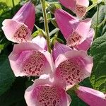 Digitalis thapsi Цвят