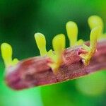 Bulbophyllum falcatum Kvet