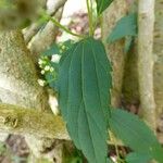Ageratina riparia Folha