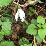 Galanthus nivalisЦвят