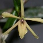 Epidendrum acunae Кара