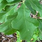 Quercus stellata Leaf