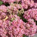 Sedum spectabileЦвят