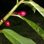 Drymonia stenophylla Frukt