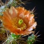 Maihueniopsis darwinii 花
