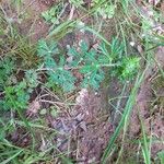 Potentilla neglecta Frunză