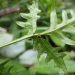 Pteris similis Hostoa