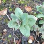 Sedum telephium Leaf