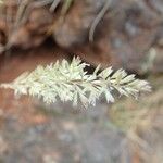 Koeleria macrantha Kvet