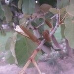 Pterospermum acerifolium Bloem