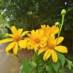 Tithonia diversifolia 花