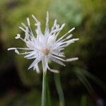 Juncus thomsonii Flor