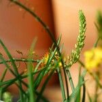 Bulbine frutescens Habit