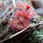 Drosera brevifolia Ліст