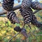 Pinus virginiana Fruit